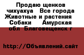 Продаю щенков чихуахуа - Все города Животные и растения » Собаки   . Амурская обл.,Благовещенск г.